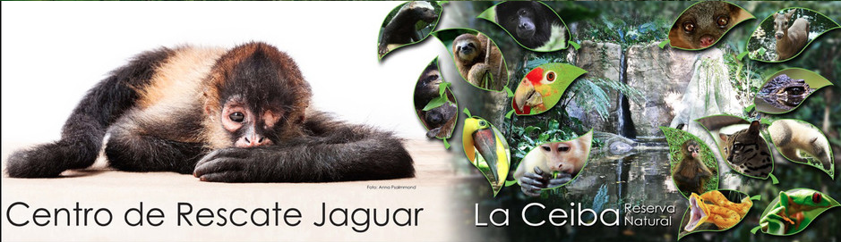 La Ceiba Reserva Natural  - Centro de Rescate Jaguar, La Ceiba Nature Reserve, Jaguar Rescue Center