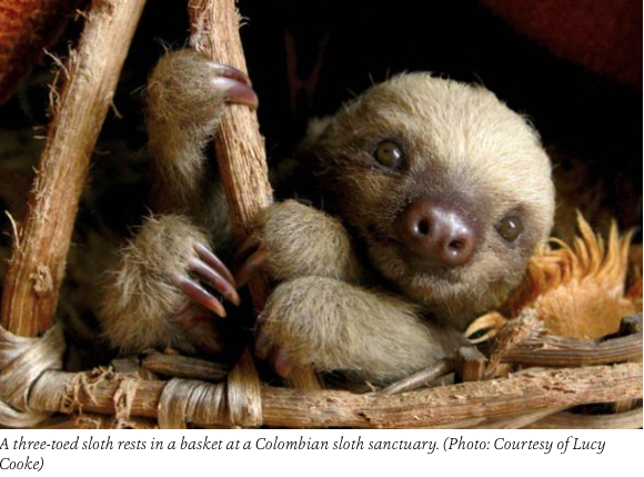three-toed baby sloth at Columbian Sloth Sanctuary
