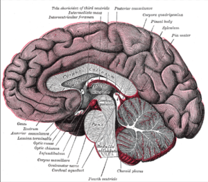 Corpus Callosum neural fibers connecting two cerebral hemispheres, brain