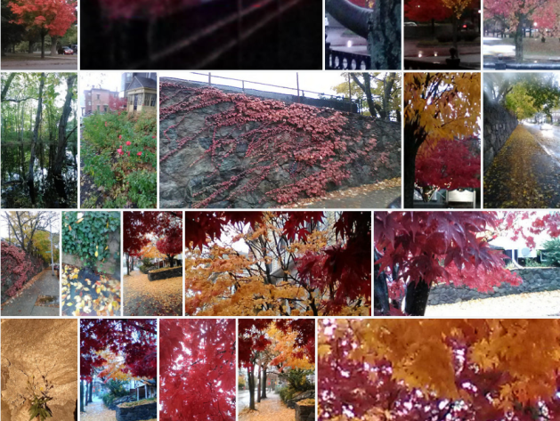 autumn leaves, colors, Northeast, North America