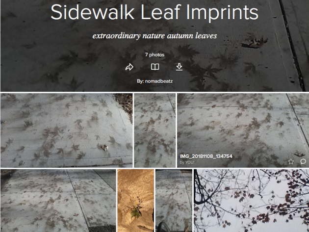 Remarkable Sidewalk Leave Prints